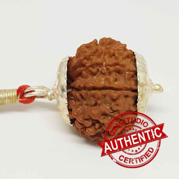 10 Faced Rudraksha – Nepal - Image 2