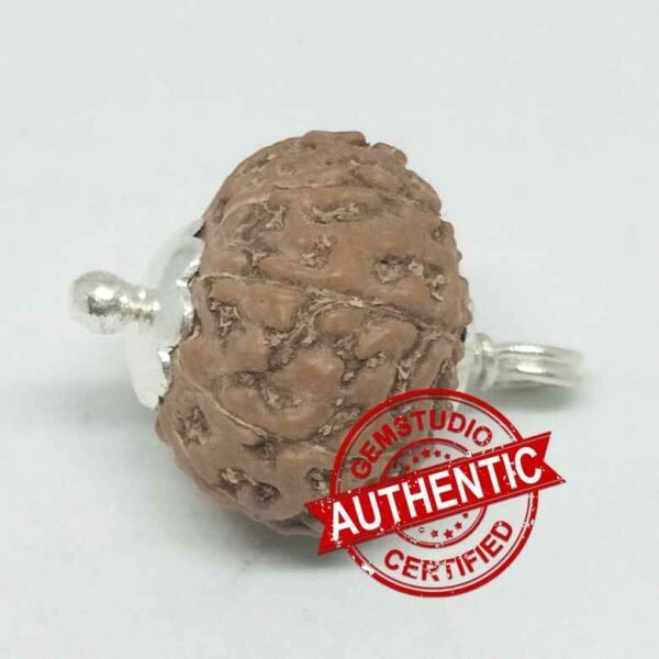 10 Mukhi Rudraksha – Indonesia