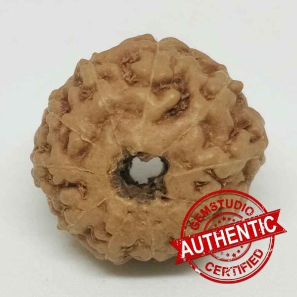 11 Mukhi Rudraksha – Indonesia