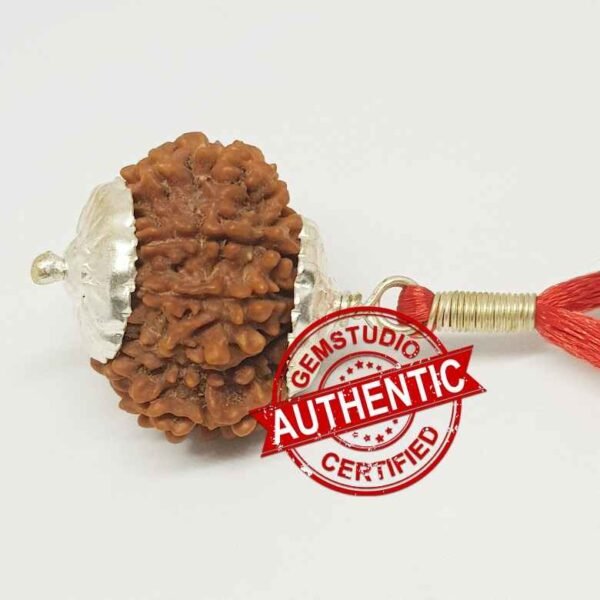 12 Faced Rudraksha – Nepal