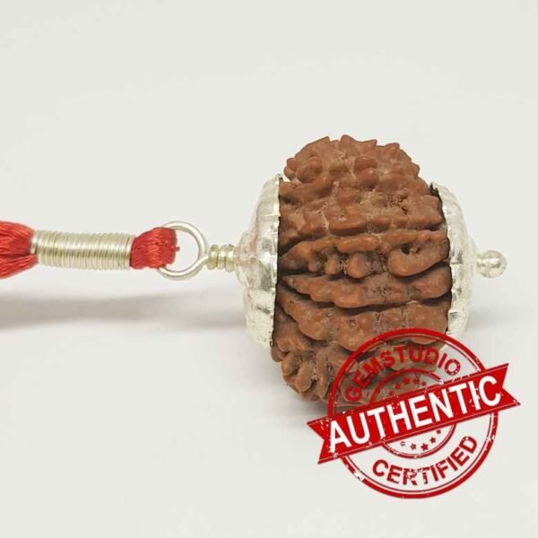 13 Faced Rudraksha – Nepal