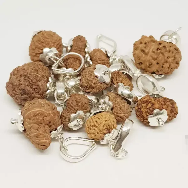 13 Mukhi Rudraksha – Indonesia - Image 2