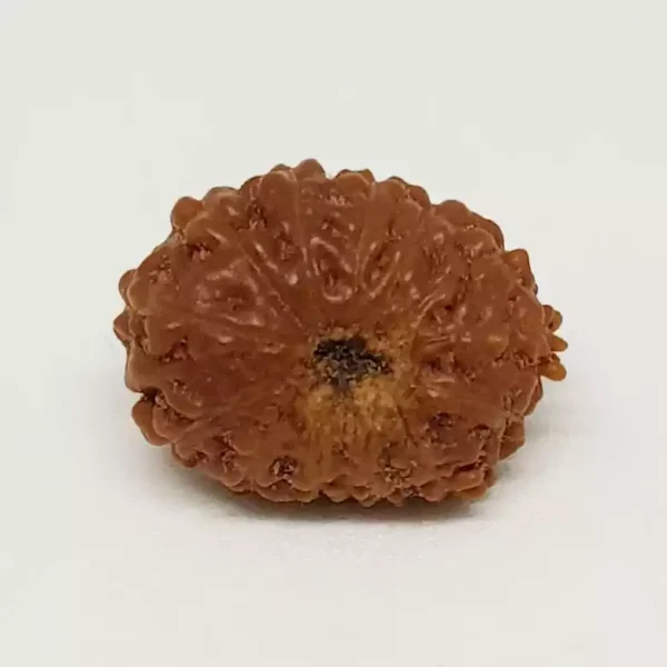 13 Mukhi Rudraksha – Indonesia - Image 4