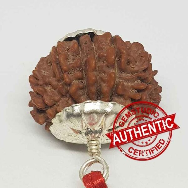 14 Faced Rudraksha – Nepal