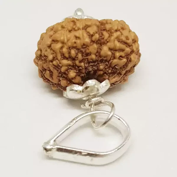 14 Mukhi Rudraksha – Indonesia - Image 5