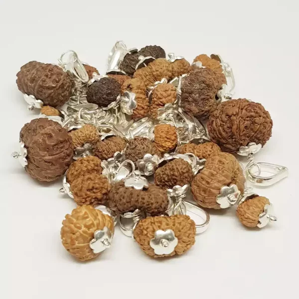 14 Mukhi Rudraksha – Indonesia - Image 3