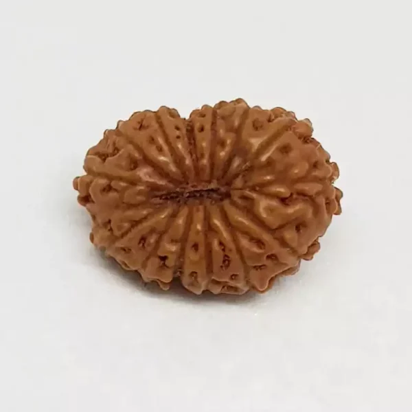 14 Mukhi Rudraksha – Indonesia - Image 2