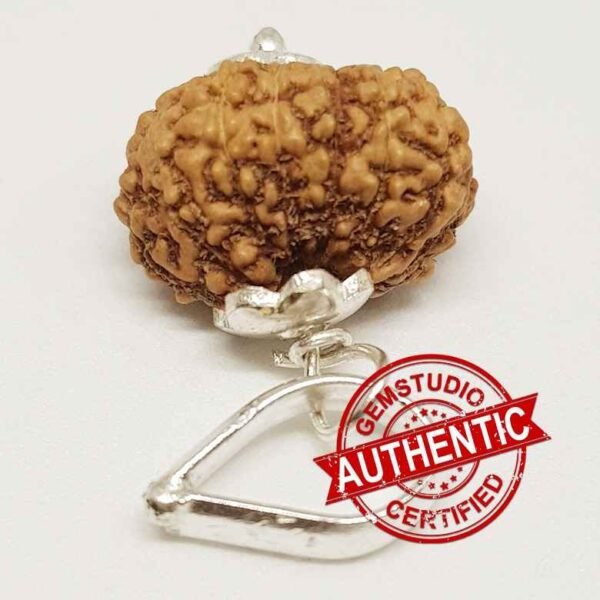 14 Mukhi Rudraksha – Indonesia