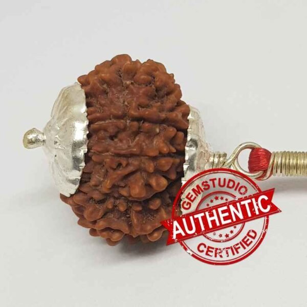15 Faced Rudraksha – Nepal - Image 2