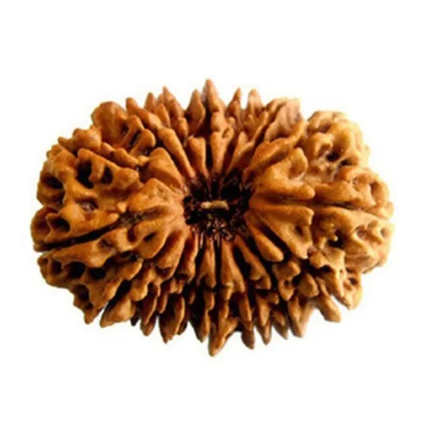 16 Mukhi Rudraksha – Indonesia - Image 2