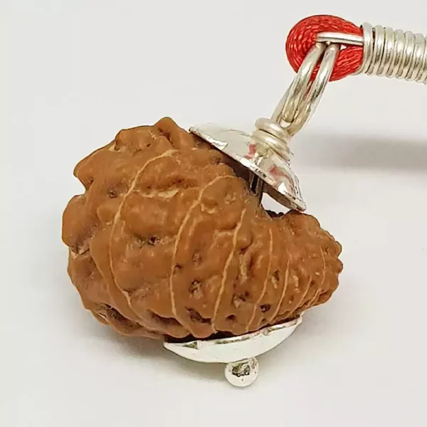 17 Mukhi Rudraksha – Indonesia