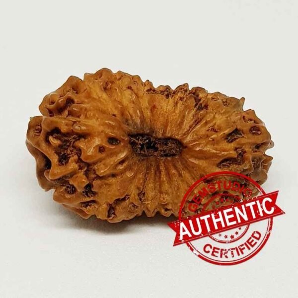 18 Mukhi Rudraksha – Indonesia - Image 2