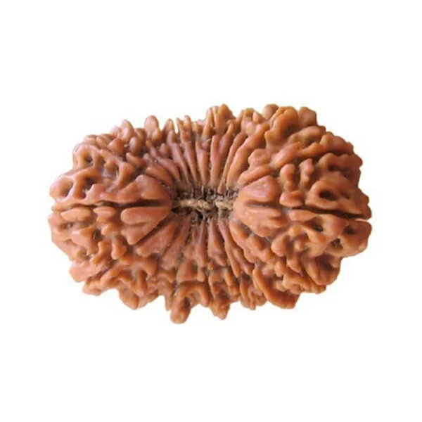 19 Mukhi Rudraksha – Indonesia