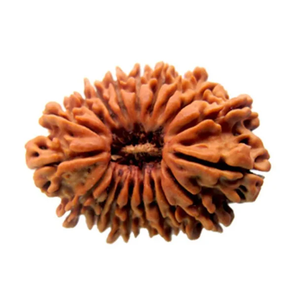 19 Faced Rudraksha – Nepal