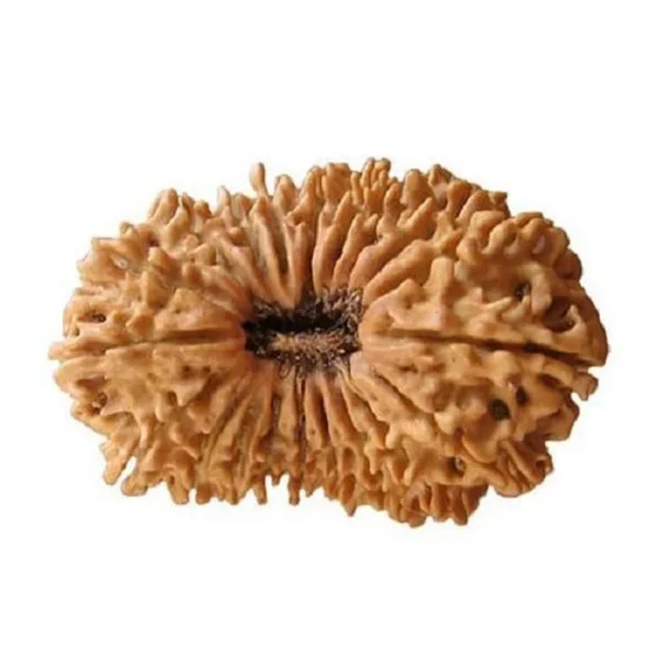 20 Mukhi Rudraksha – Indonesia