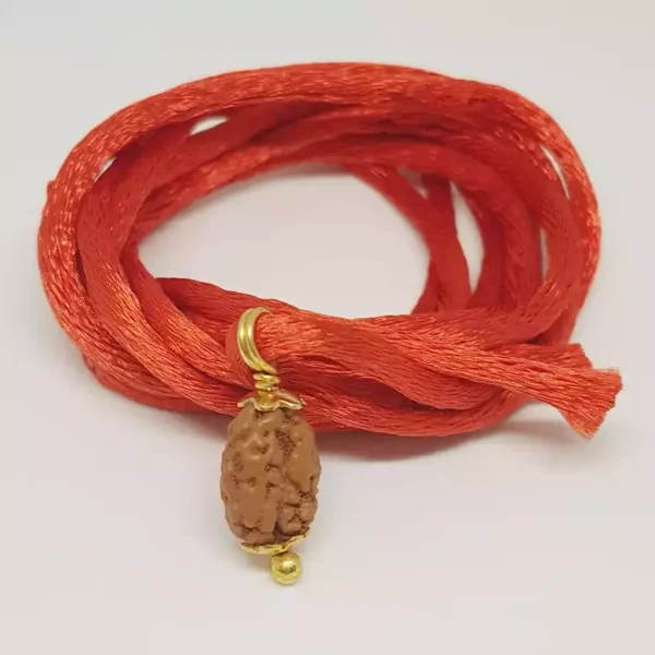 2 Mukhi Rudraksha – Indonesia