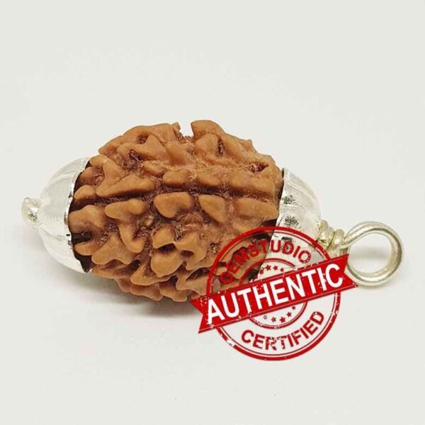 3 Faced Rudraksha – Nepal - Image 2