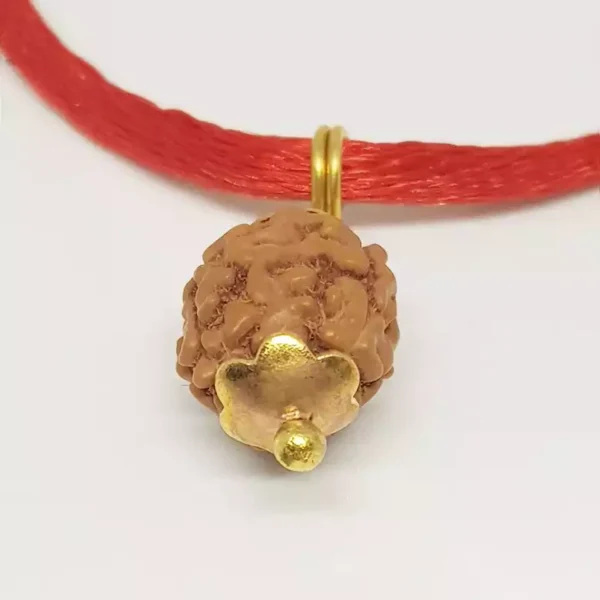 3 Mukhi Rudraksha – Indonesia