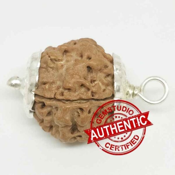 5 Faced Rudraksha – Nepal