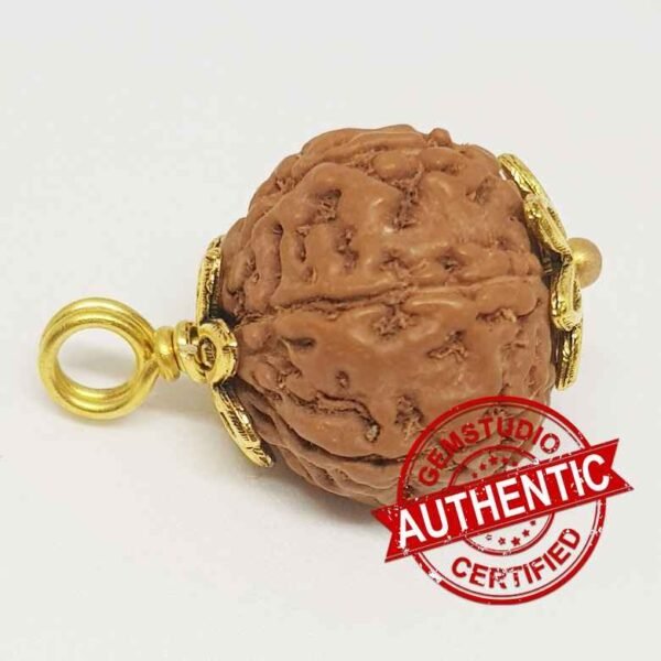 6 Mukhi Rudraksha – Indonesia - Image 2