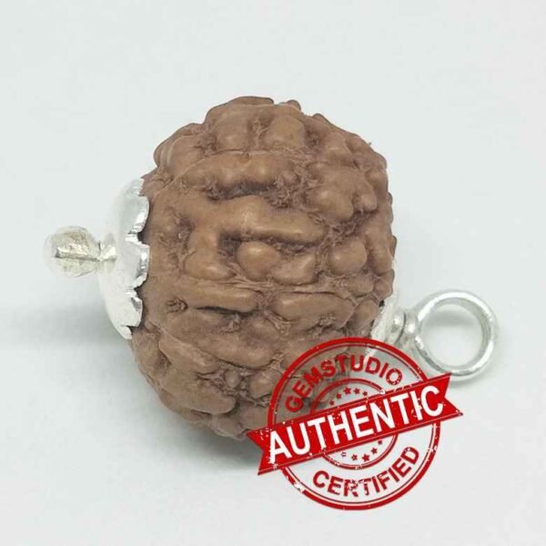 8 Faced Rudraksha – Nepal - Image 2