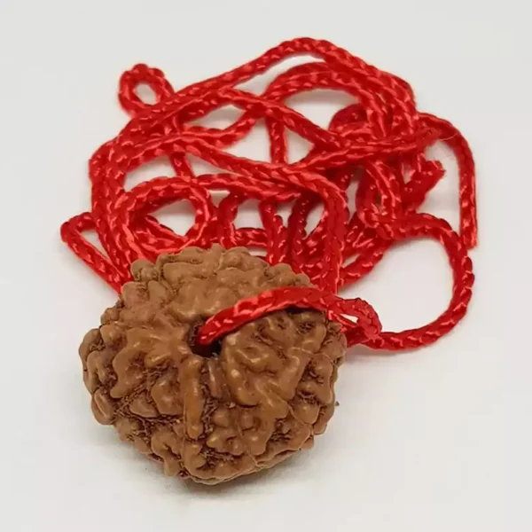 8 Faced Rudraksha – Nepal