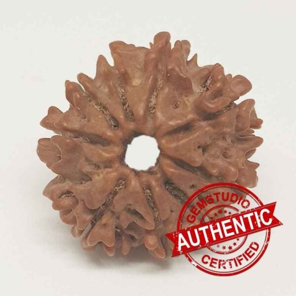 9 Faced Rudraksha – Nepal - Image 2