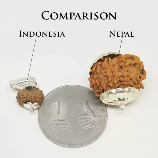 11 Mukhi Rudraksha – Indonesia - Image 3