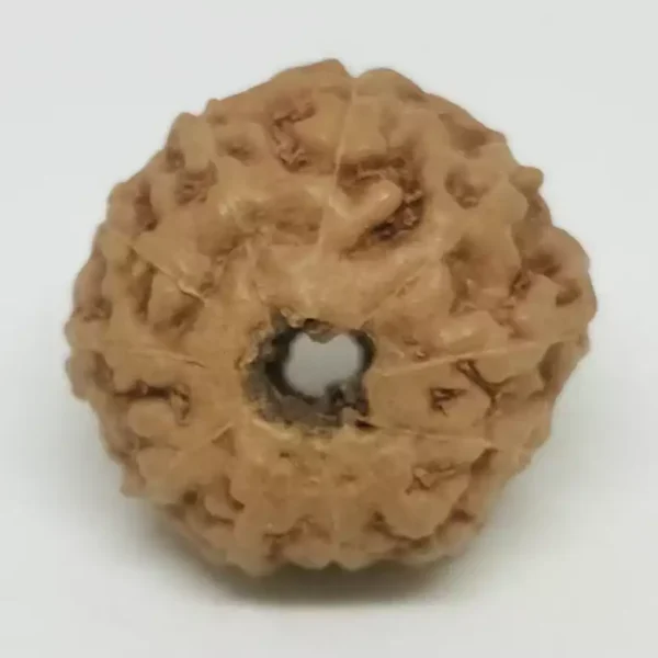 11 Mukhi Premium Rare Rudraksha