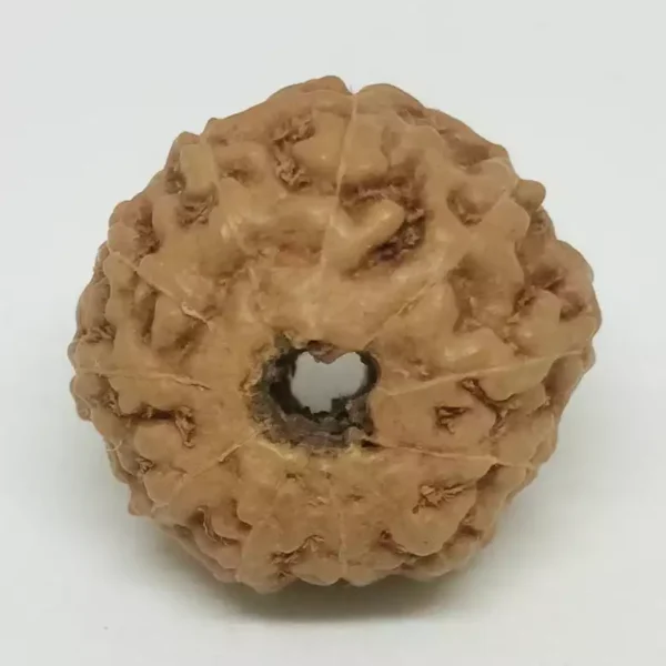 11 Mukhi Rudraksha – Indonesia - Image 2