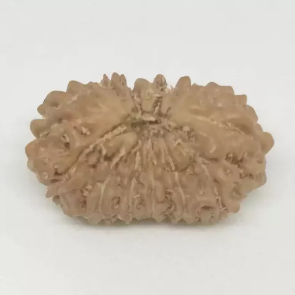 15 Mukhi Premium Rare Rudraksha