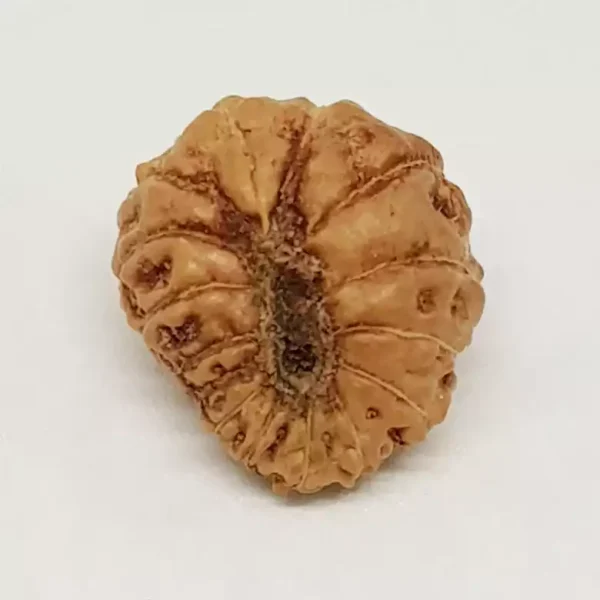 15 Mukhi Rudraksha – Indonesia