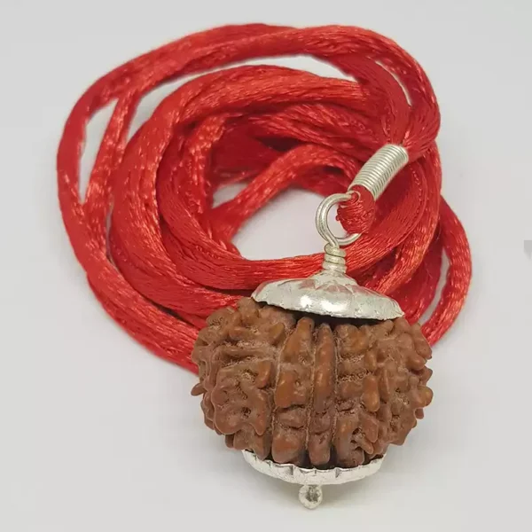 15 Faced Rudraksha – Nepal