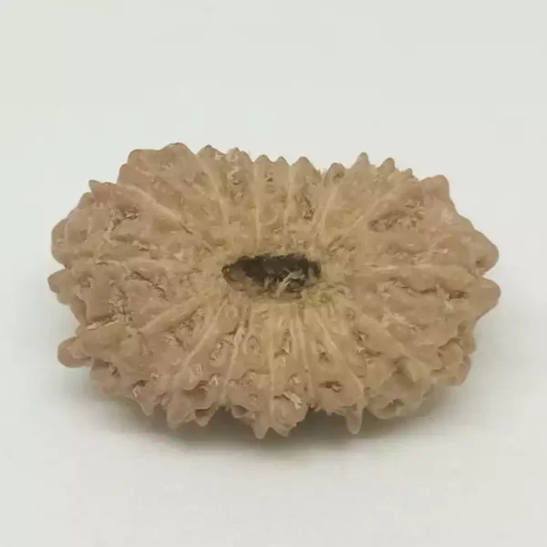 15 Faced Rudraksha – Nepal - Image 3