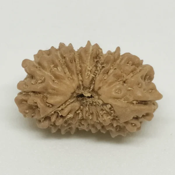 14 Mukhi Premium Rare Rudraksha