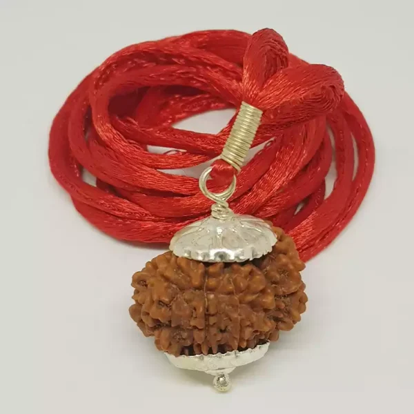 14 Faced Rudraksha – Nepal - Image 2