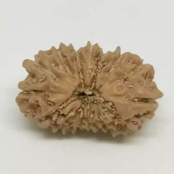 14 Faced Rudraksha – Nepal - Image 3