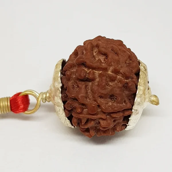 9 Faced Rudraksha – Nepal