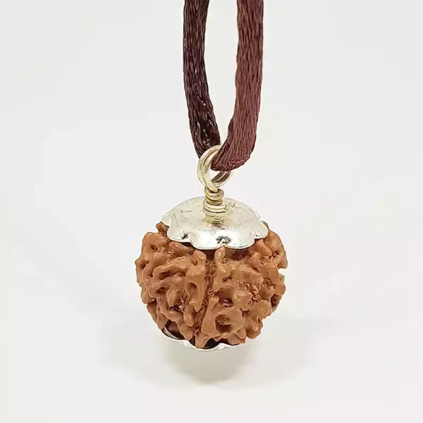 7 Faced Rudraksha – Nepal