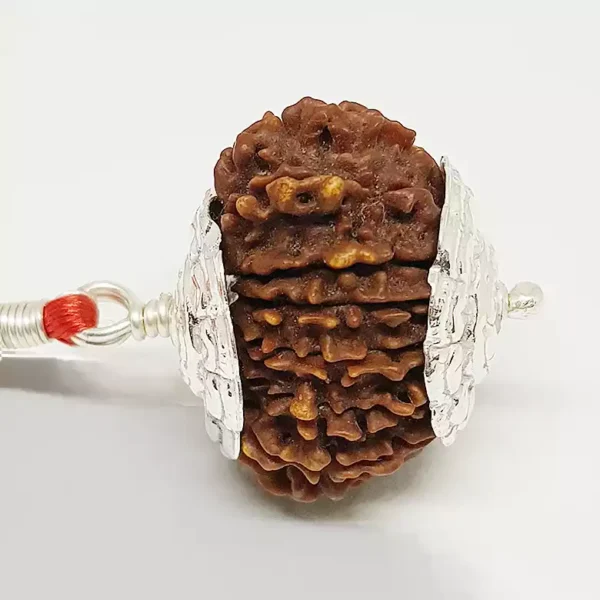 16 Faced Rudraksha – Nepal
