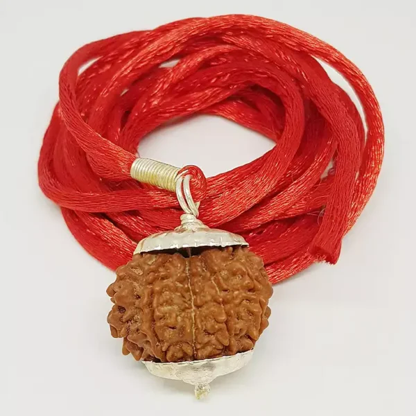 10 Faced Rudraksha – Nepal