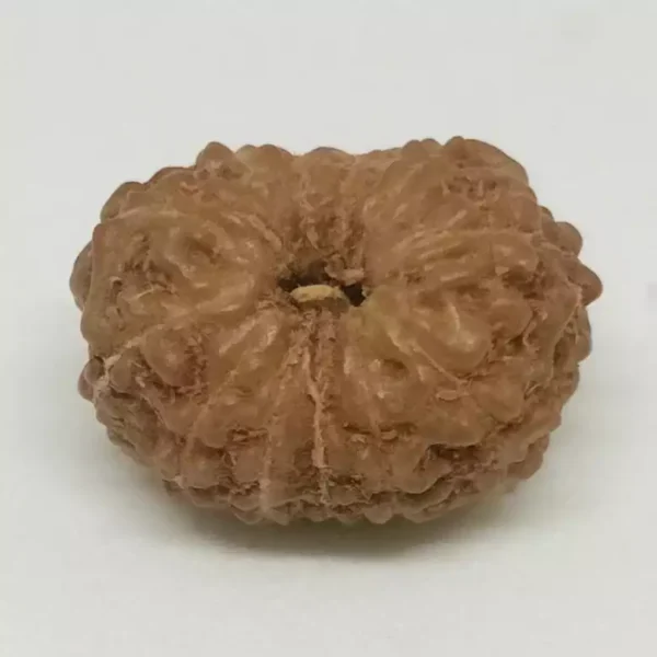 13 Mukhi Premium Rare Rudraksha