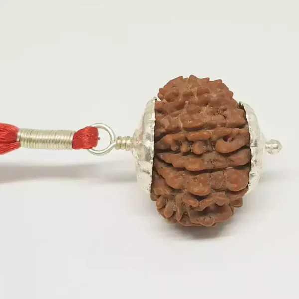 13 Faced Rudraksha – Nepal - Image 4