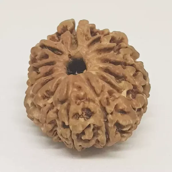 13 Faced Rudraksha – Nepal - Image 2