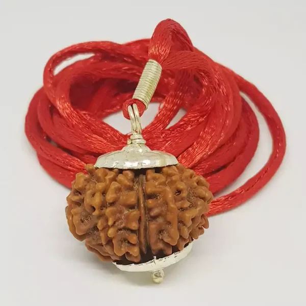 12 Faced Rudraksha – Nepal - Image 3