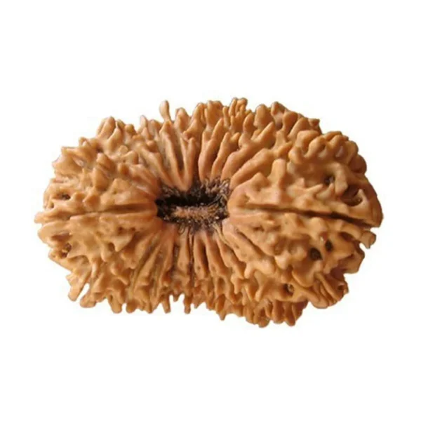 20 Mukhi Premium Rare Rudraksha