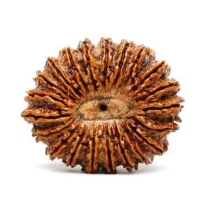 21 Mukhi Premium Rare Rudraksha