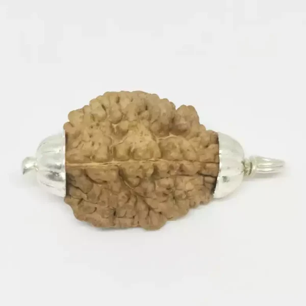 2 Faced Rudraksha – India