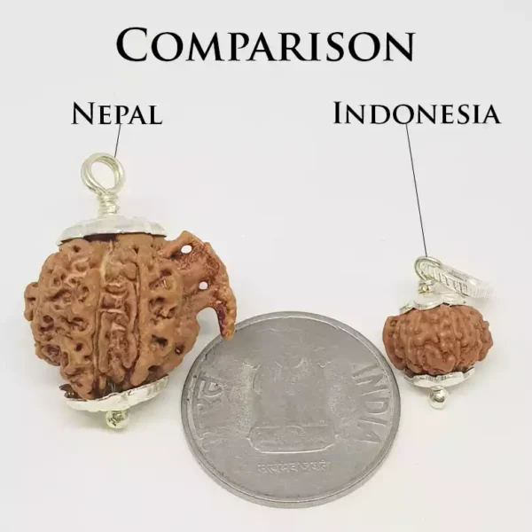 Ganesh Rudraksha – Nepal - Image 2