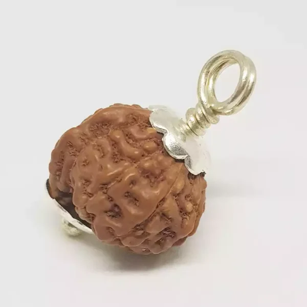 Ganesh Rudraksha – Indonesia - Image 4